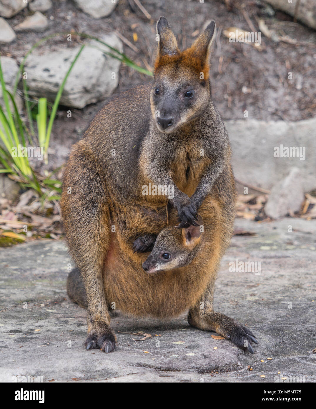 Swamp Wallaby mom avec joey, Wallabia bicolor Banque D'Images