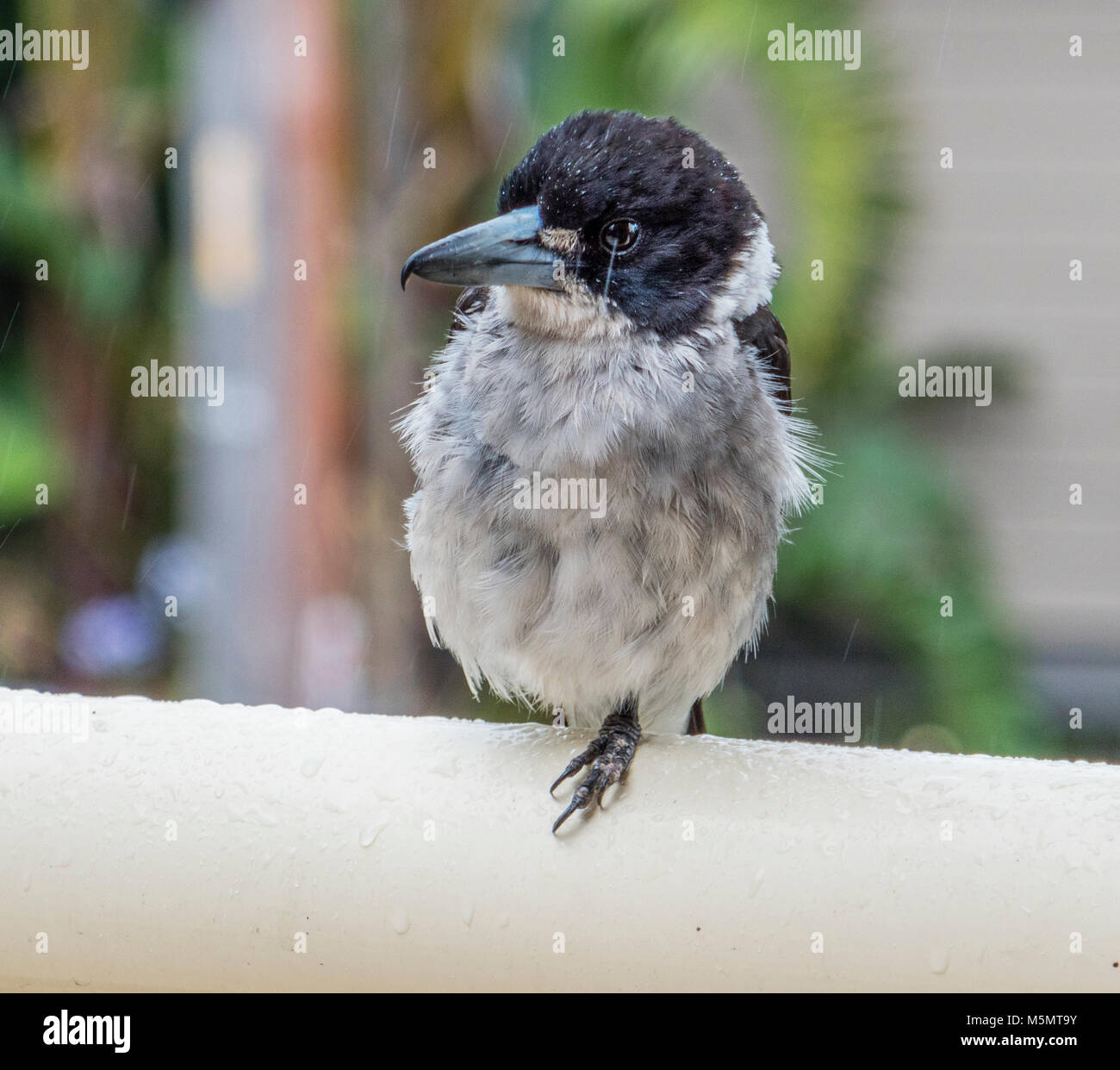 Butcherbird Grey (Cracticus torquatus) avec plumage humide Banque D'Images
