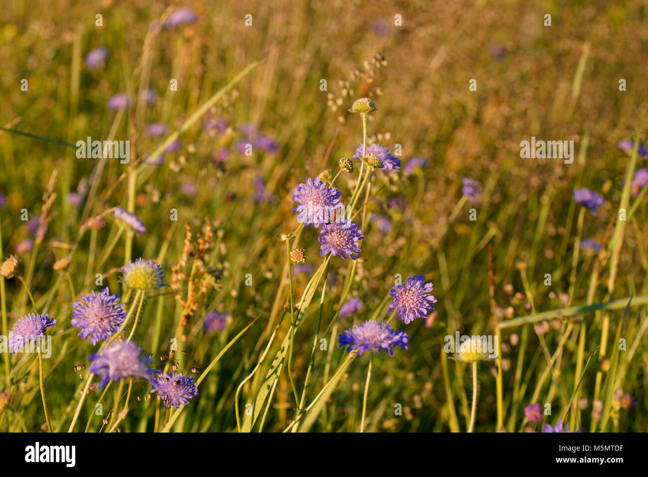 Paysage rural, herbe, éclairé par la lumière du soleil chaud, milieux naturels abstrait pour votre conception Banque D'Images