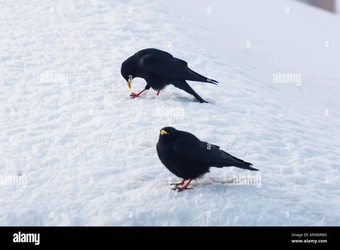 Une alpine chough (Pyrrhocorax graculus) est assis dans la neige durant l'hiver en Suisse. Banque D'Images