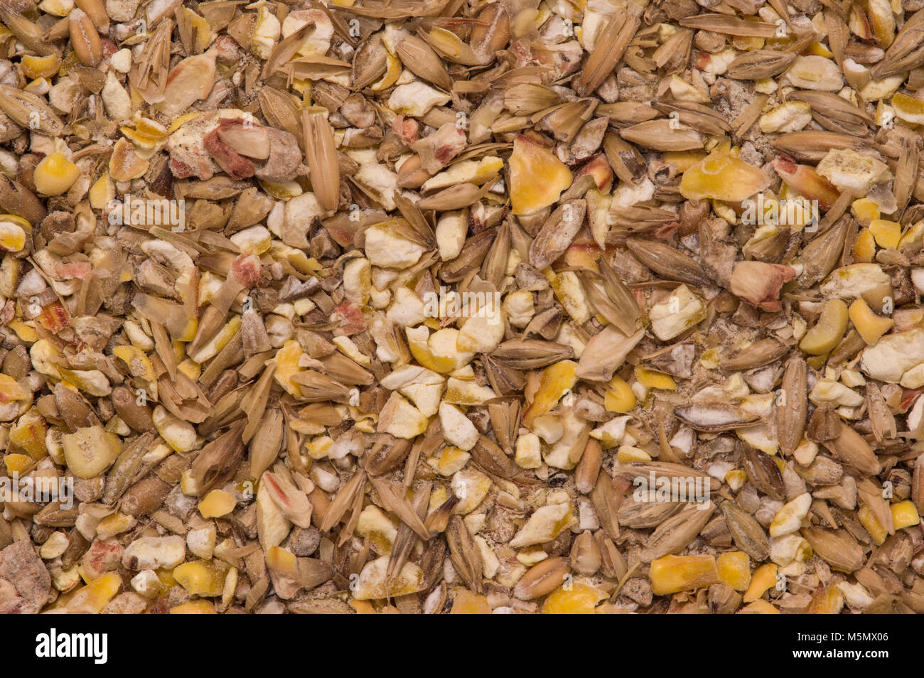 Scratch poulet feed Banque D'Images