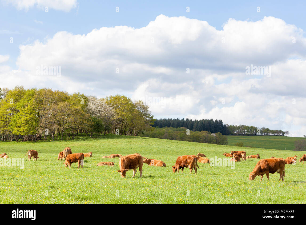 Troupeau de bovins Limousin brun avec des vaches, taureaux, veaux paissant dans un écrin de verdure de pâturage au printemps après une tempête à lumière chaude Banque D'Images