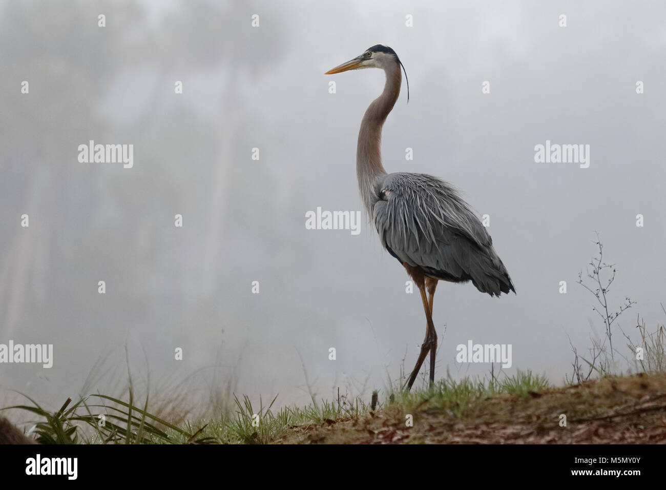 Grand Héron (Ardea herodias) au bord d'une rivière - Misty Homosassa, Floride Banque D'Images