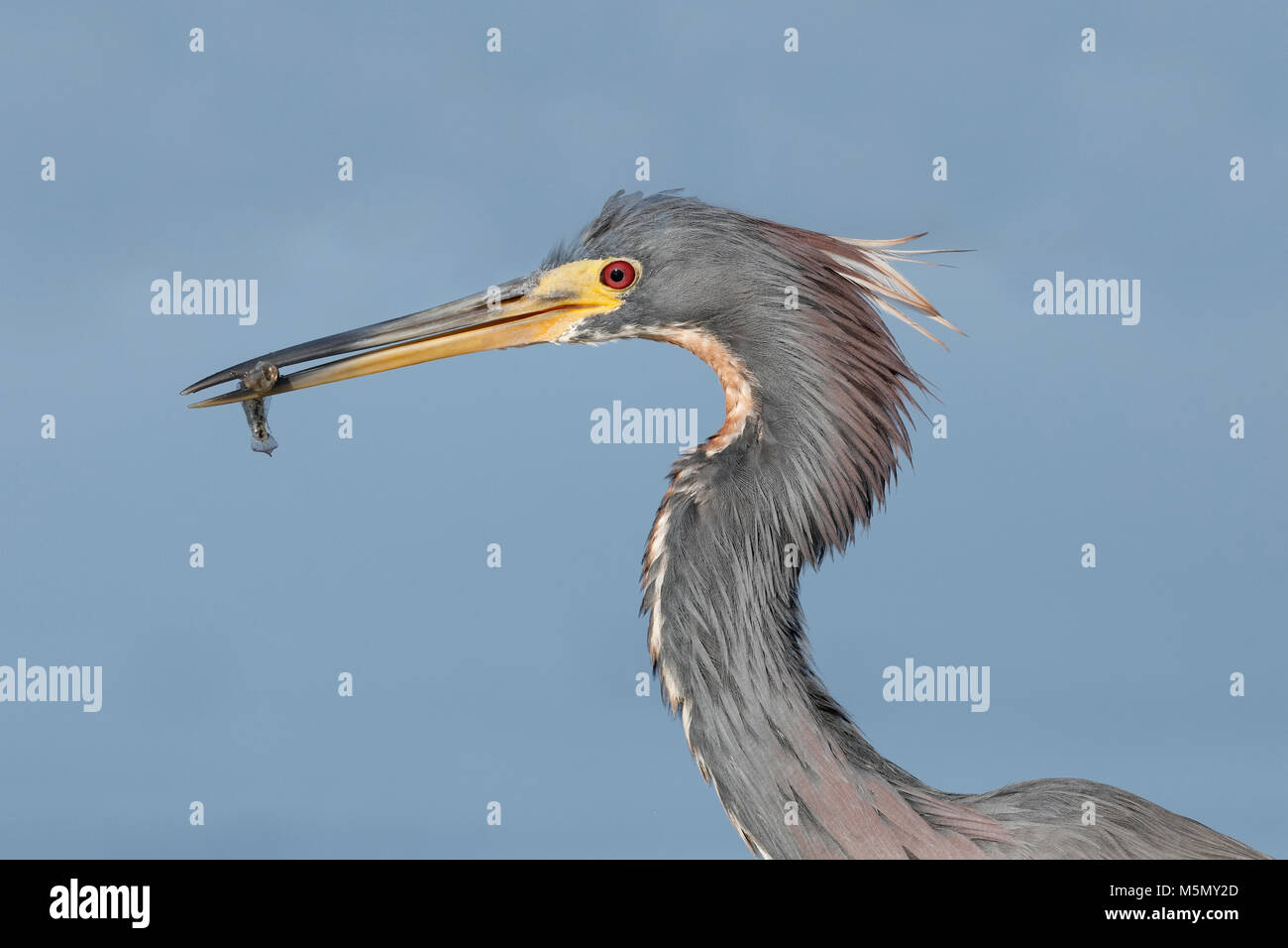 Libre d'une aigrette tricolore (Egretta tricolor) manger un petit poisson - Crystal River, Floride Banque D'Images