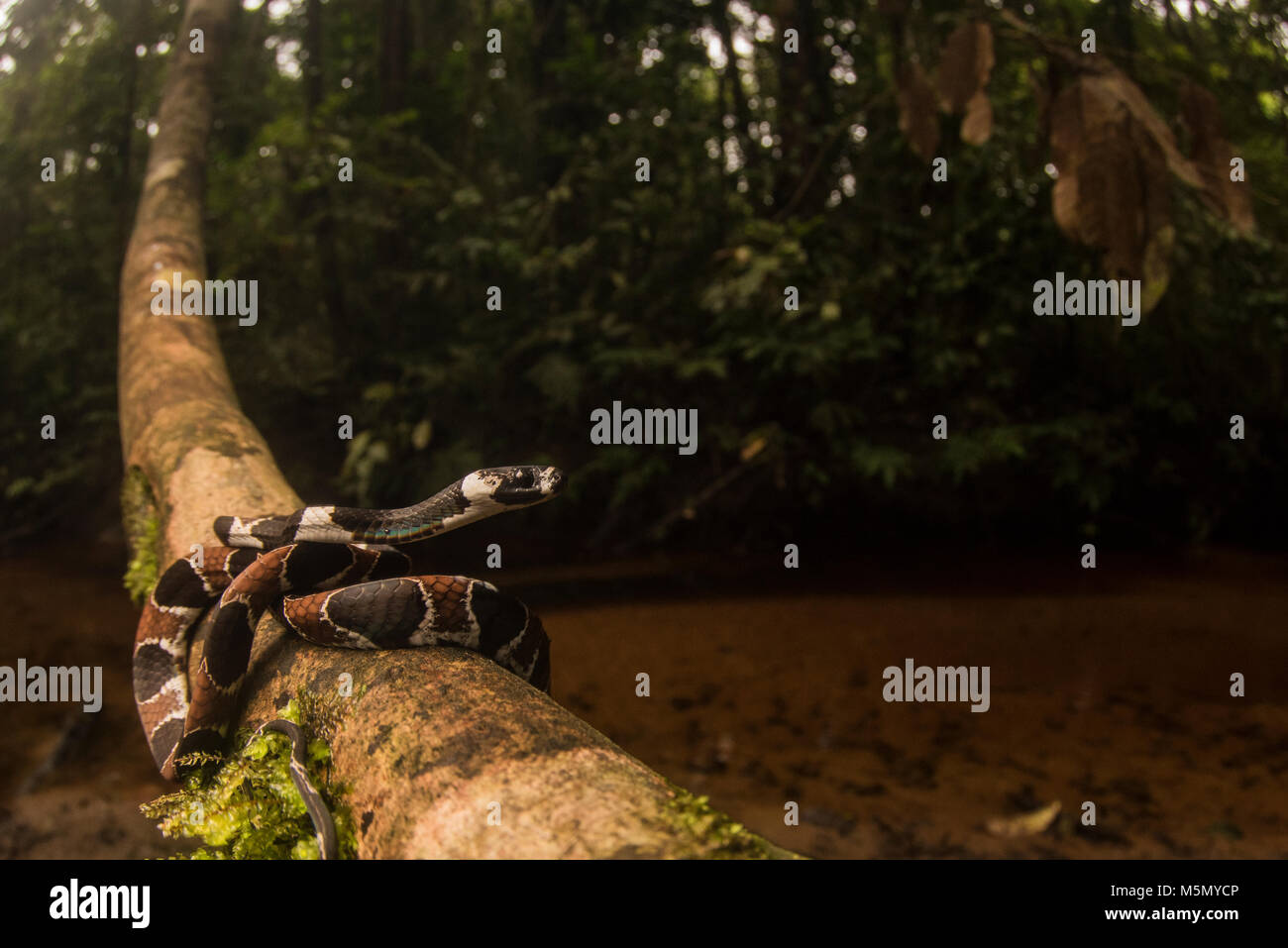 Manger un escargot (serpent Dipsas catesbyi) enroulé sur une vigne près d'un ruisseau dans la jungle. Banque D'Images