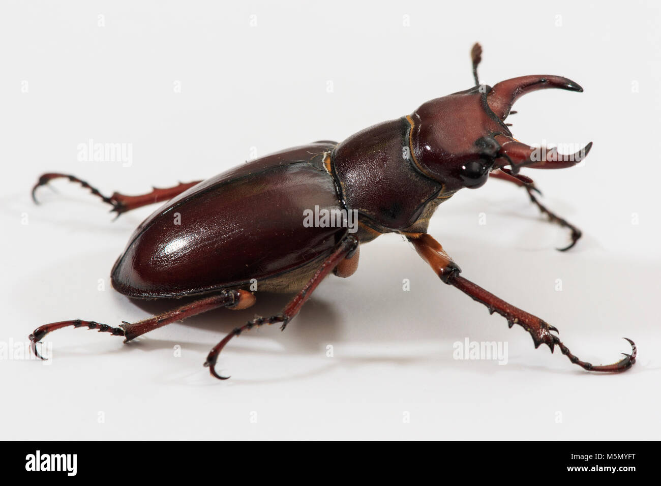 De couleur rouge-brun Stag Beetle Lucanus (capreolus) studio image Captive Banque D'Images