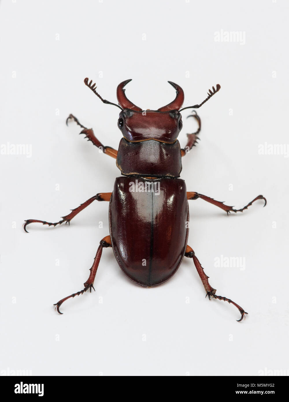 De couleur rouge-brun Stag Beetle Lucanus (capreolus) studio image Captive Banque D'Images