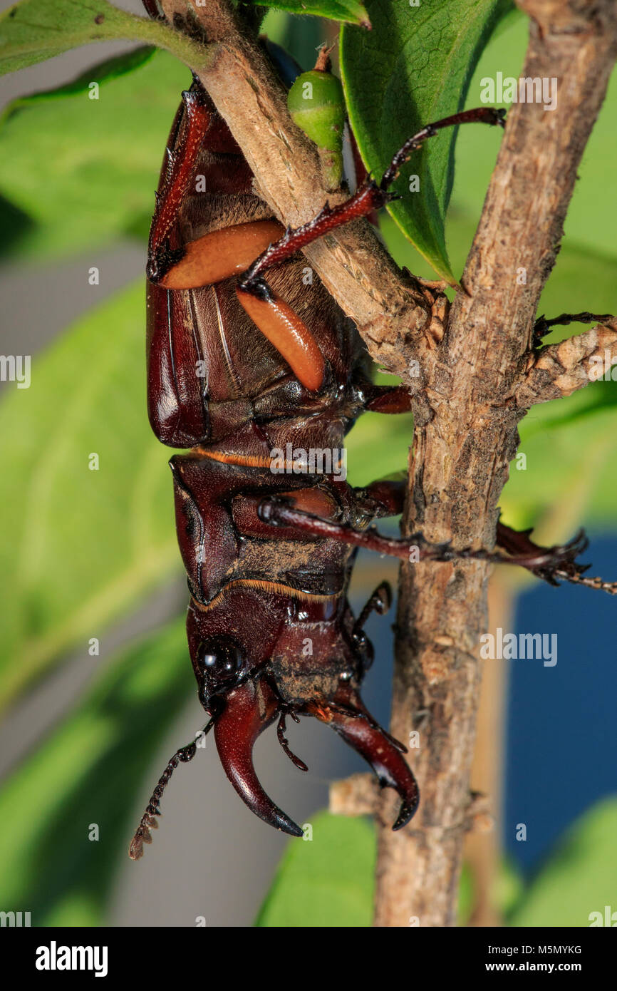 De couleur rouge-brun Stag Beetle Lucanus (capreolus) sur la Banque D'Images