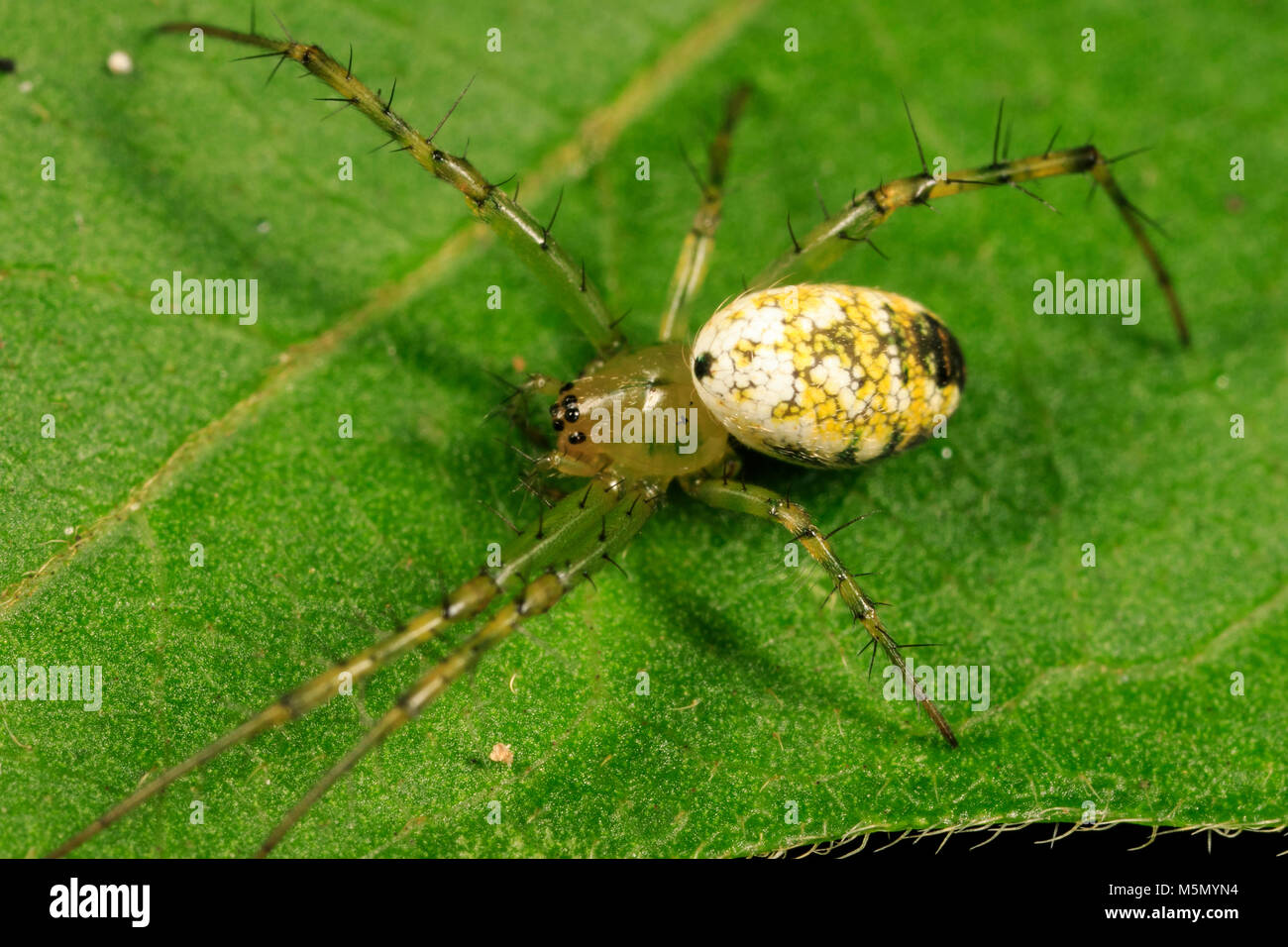 Greenlegged orbweaver (araignée Mangora maculata) Banque D'Images