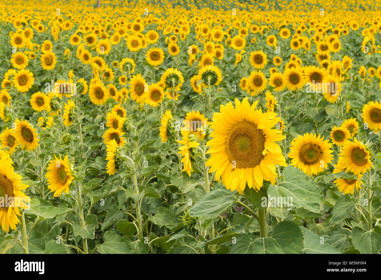 Champ de tournesols Banque D'Images