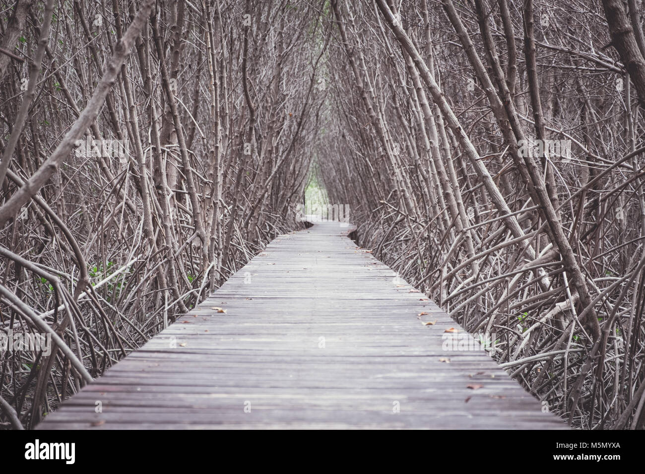 Promenade de bois entre la forêt de mangrove de l'étude,la nature,Low angle view, Vintage filtré. Banque D'Images