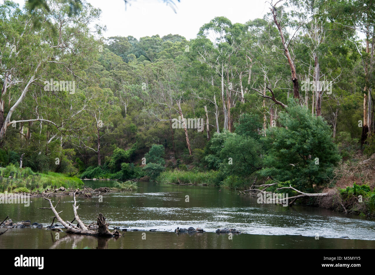 Scène bucolique sur le cours supérieur du fleuve Yarra de Melbourne, à Warrandyte Banque D'Images