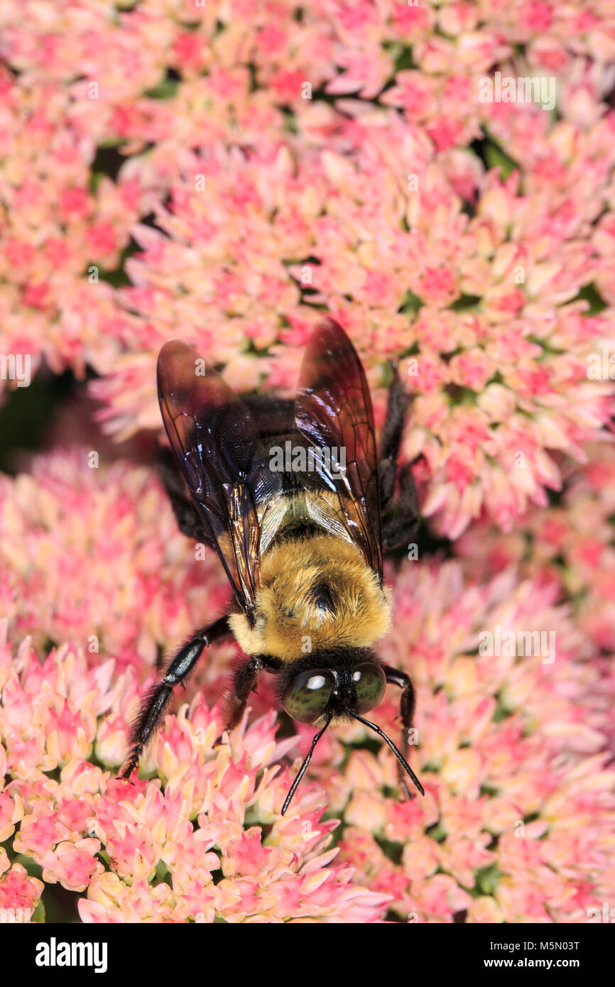 L'homme abeille charpentière (Xylocopa virginica) de nectar sur une fleur Banque D'Images