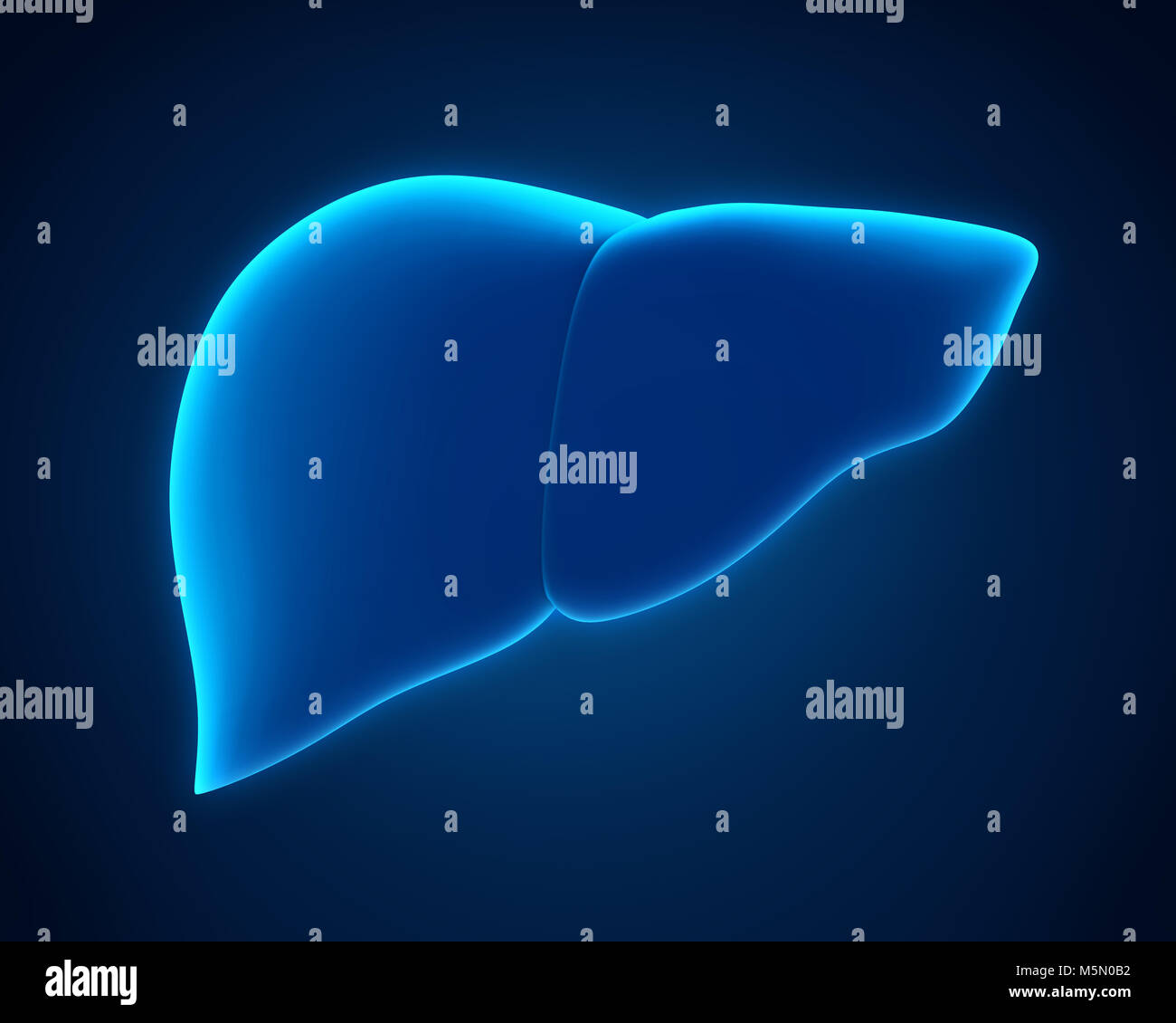 Anatomie du foie humain Banque D'Images