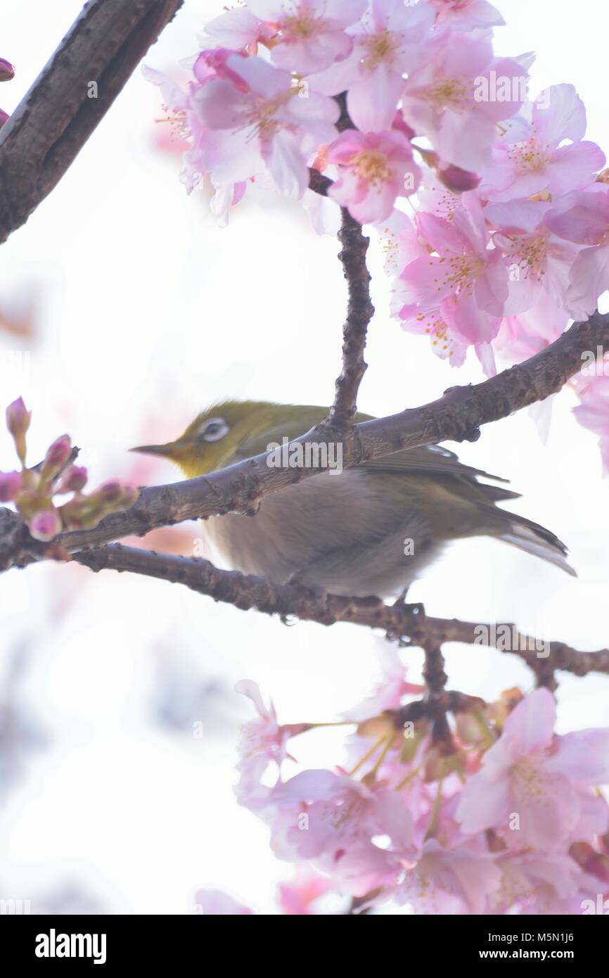 Lœil Blanc Du Japon Oiseau Sur La Floraison Des Cerisiers