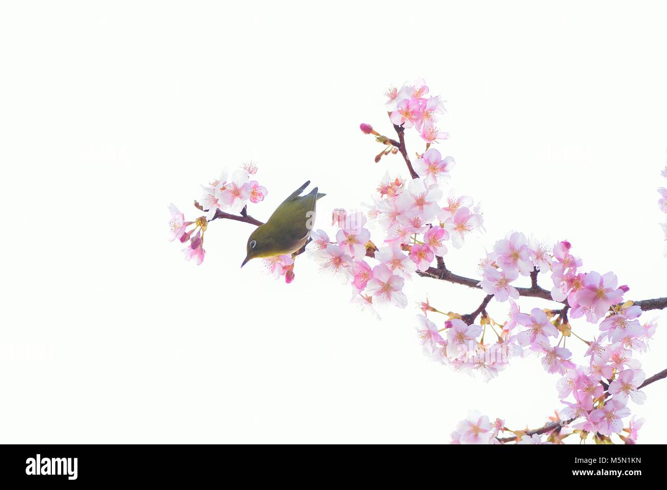 L'Œil blanc du Japon oiseau sur la floraison des cerisiers en fleur rose tree Banque D'Images