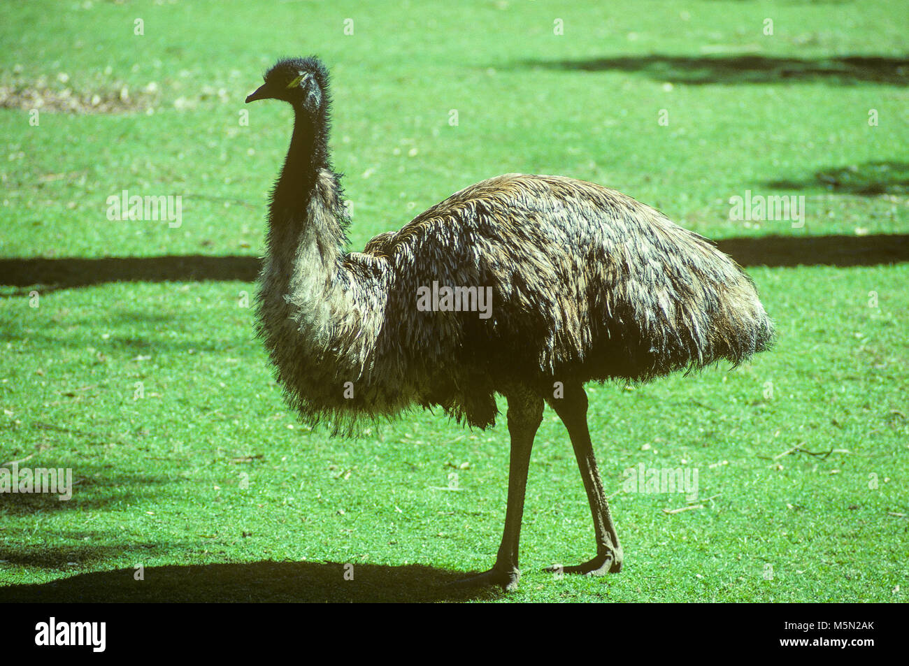 L'emu (Dromaius novaehollandiae) est le deuxième plus grand oiseau vivant en hauteur, après l'autruche. C'est endémique à l'Australie, où elle est la plus grande d'oiseaux indigènes. La gamme d'emu couvre la plupart de l'Australie continentale. Ils sont doux-plumes, brown, oiseaux aptères et peut atteindre jusqu'à 6 pi de hauteur. Ils peuvent parcourir de grandes distances et sprint jusqu'à 50 km/h (31mph). Banque D'Images