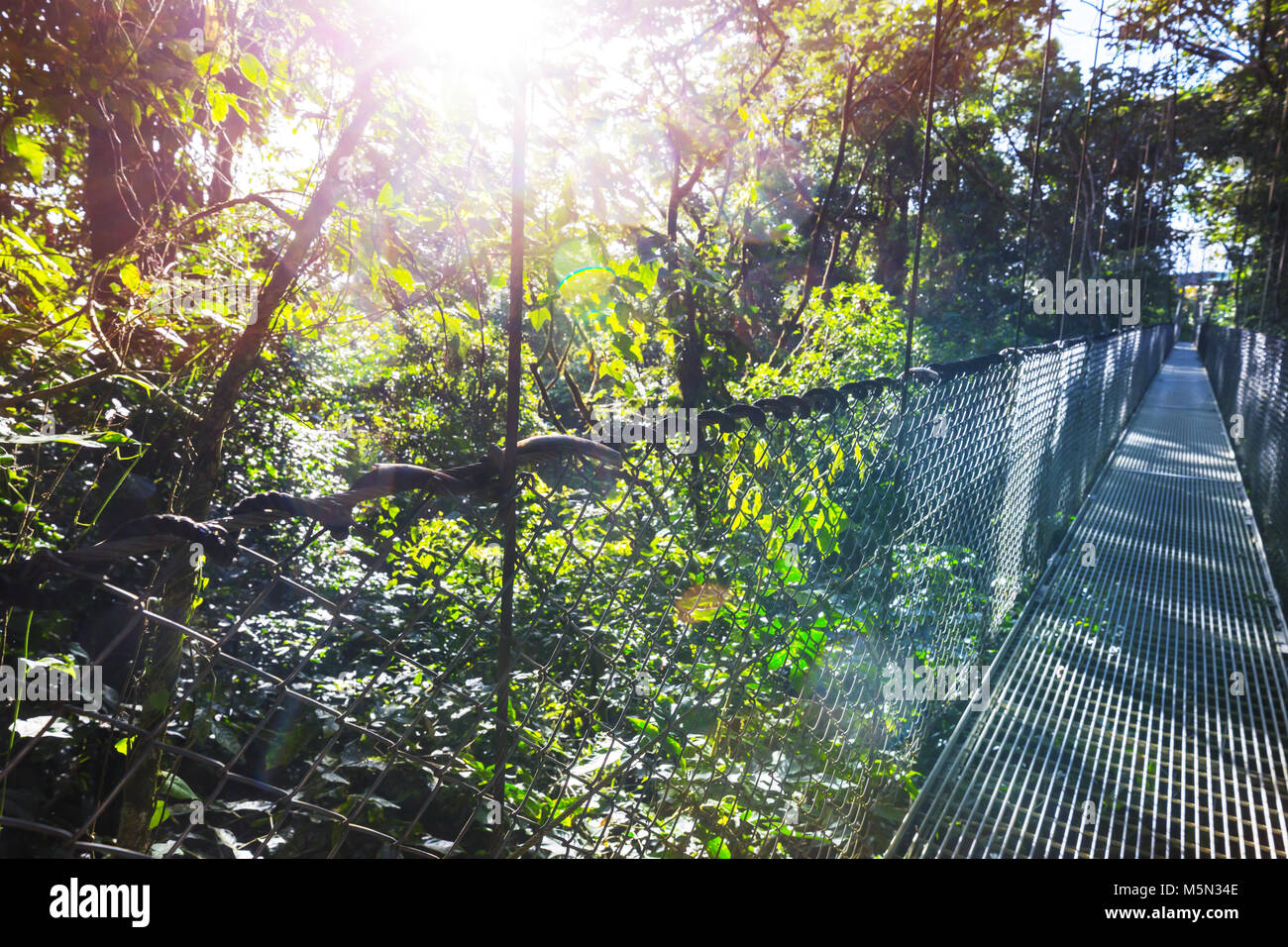 Remise en vert pont jungle, Costa Rica, Amérique Centrale Banque D'Images