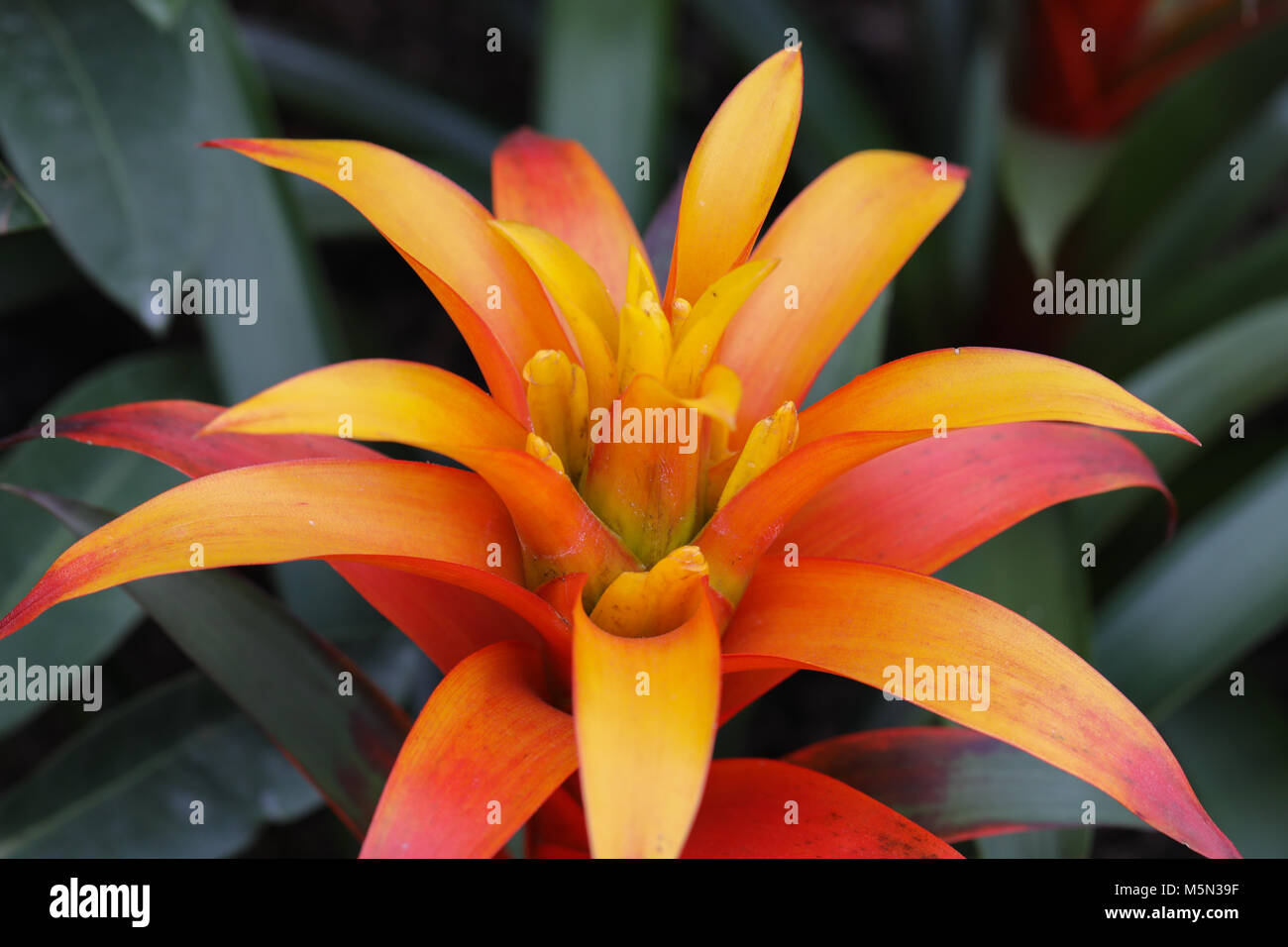 Orange magnifique dans la famille des broméliacées succulentes. Cette close up image d'une plante monocotylédone est mieux connu sous le soleil orange Bromelia. Banque D'Images