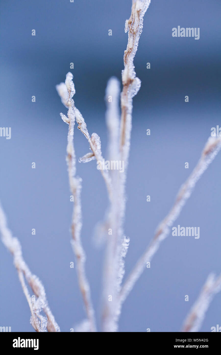 L'herbe sèche congelé en bleu, couleur de fond l'hiver, macro photo Banque D'Images