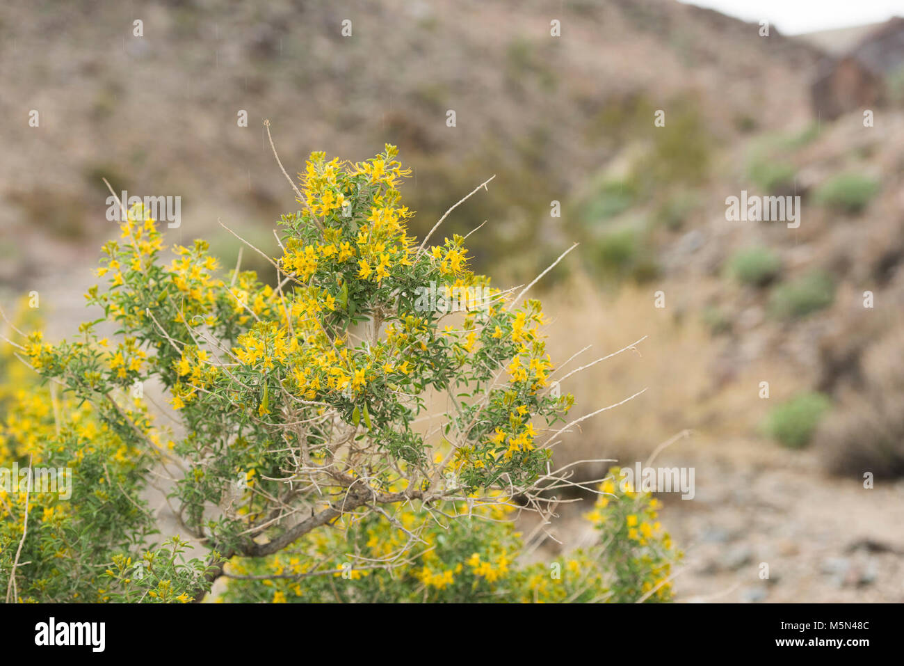 Peritoma brûlante (arborea) fleurissent dans Wilson Canyon ; Février . Banque D'Images