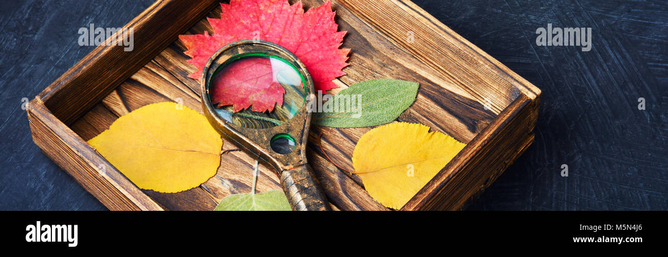 Set de feuilles séchées d'automne l'herbier de Banque D'Images