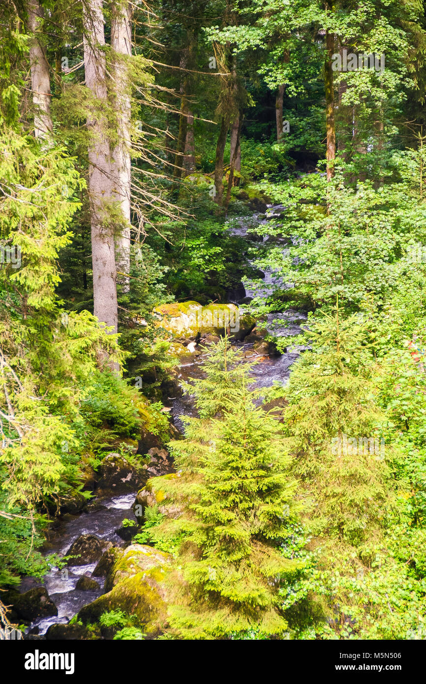Rivière à Gutach Gutach, dans la forêt noire , baden wuttemberg, Allemagne Banque D'Images