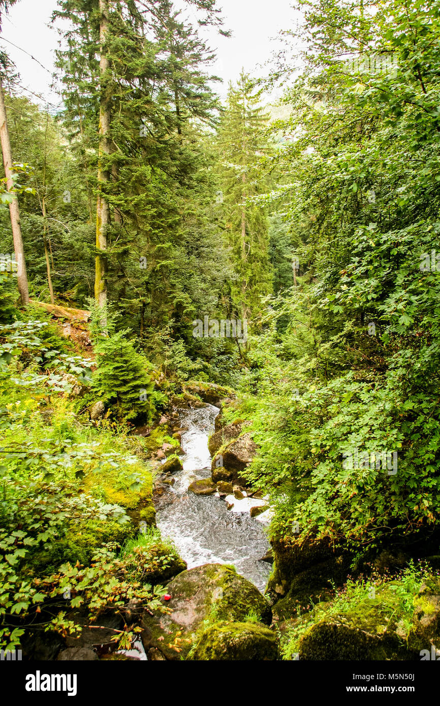 Rivière à Gutach Gutach, dans la forêt noire , baden wuttemberg, Allemagne Banque D'Images