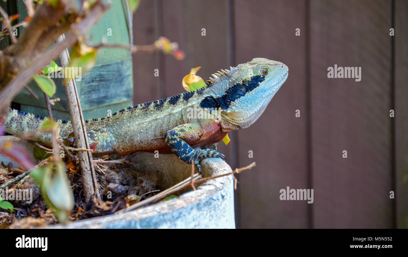 Un Dragon d'eau de l'Est de l'Australie (Intellagama lesueurii) dans un jardin de plantes en pot Banque D'Images