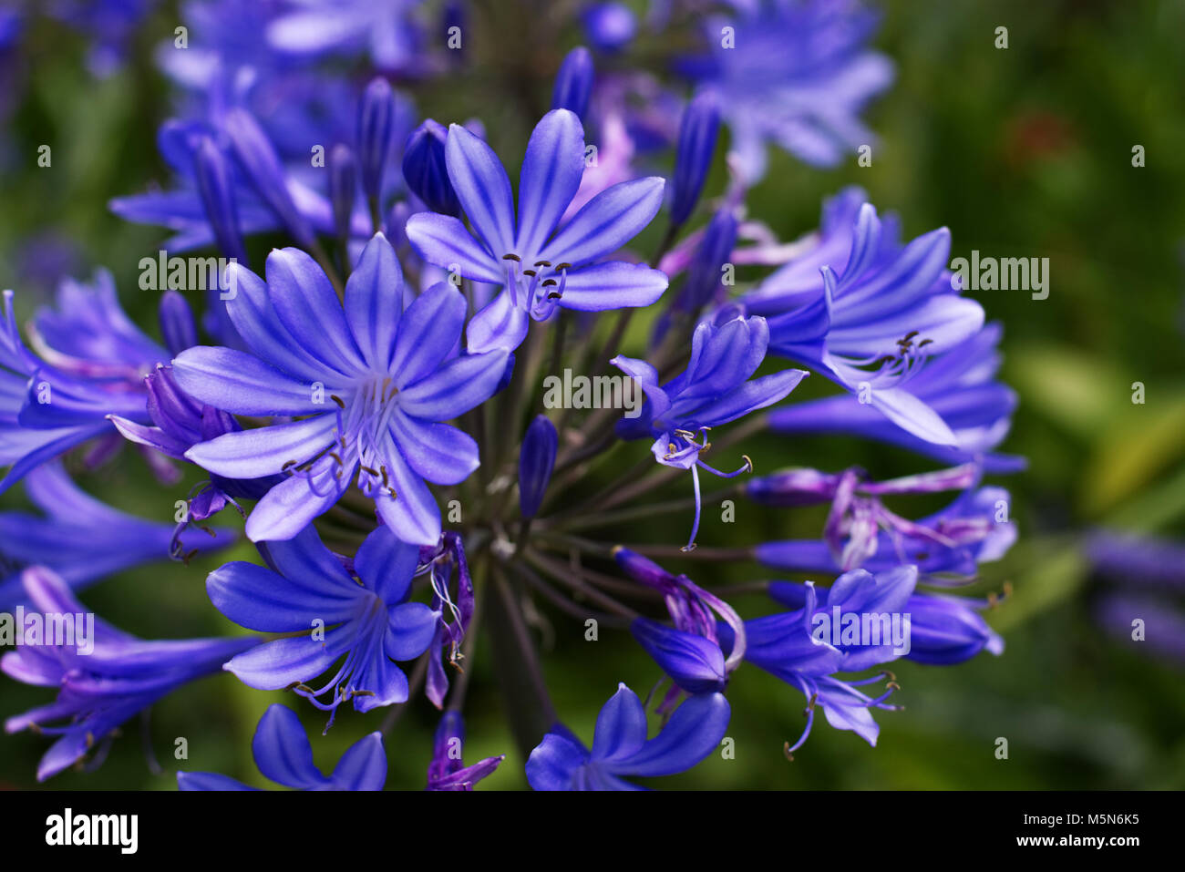 Bleu, Violet Agapanthus macro photo Banque D'Images