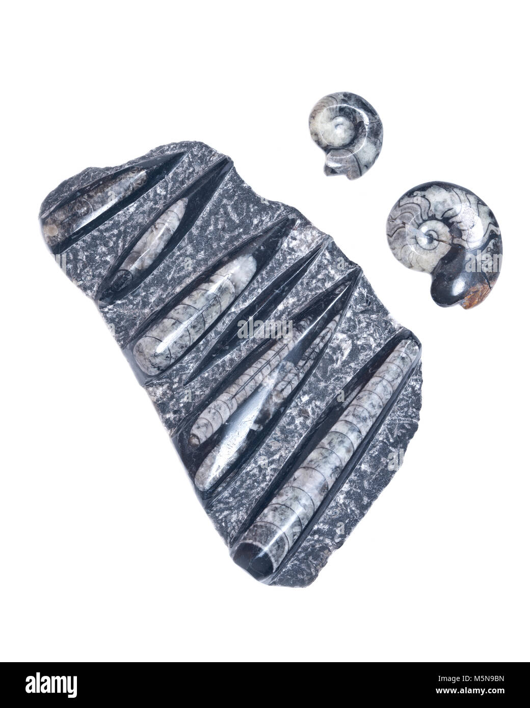 Ammonites Collection énorme fossile et orthoceras sculptures de marbre noir  isolé sur fond blanc Photo Stock - Alamy