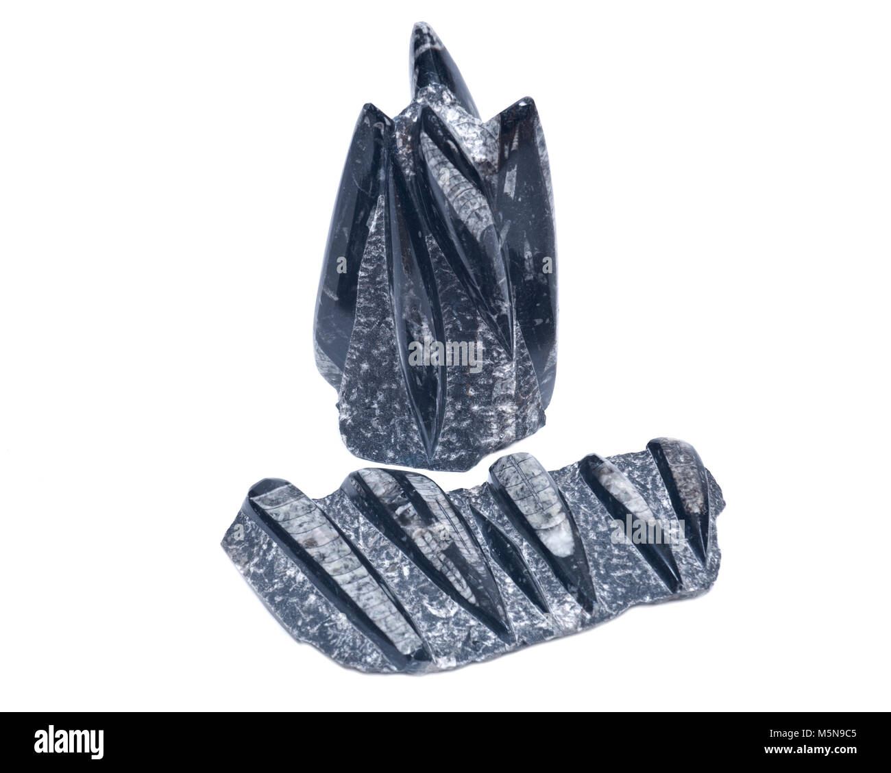 Orthoceras énorme sculpture fossiles de marbre noir isolé sur fond blanc Banque D'Images