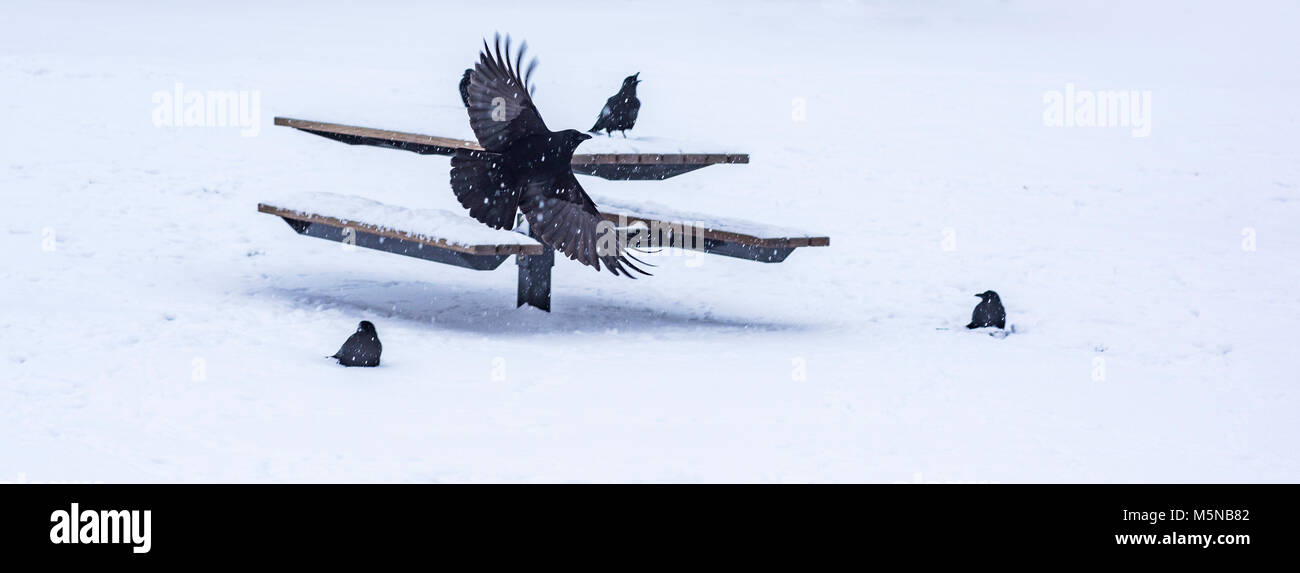 Corvus caurinus, nord-ouest de corbeaux sur park table de pique-nique dans la neige, Vancouver, Colombie-Britannique, Canada. Banque D'Images