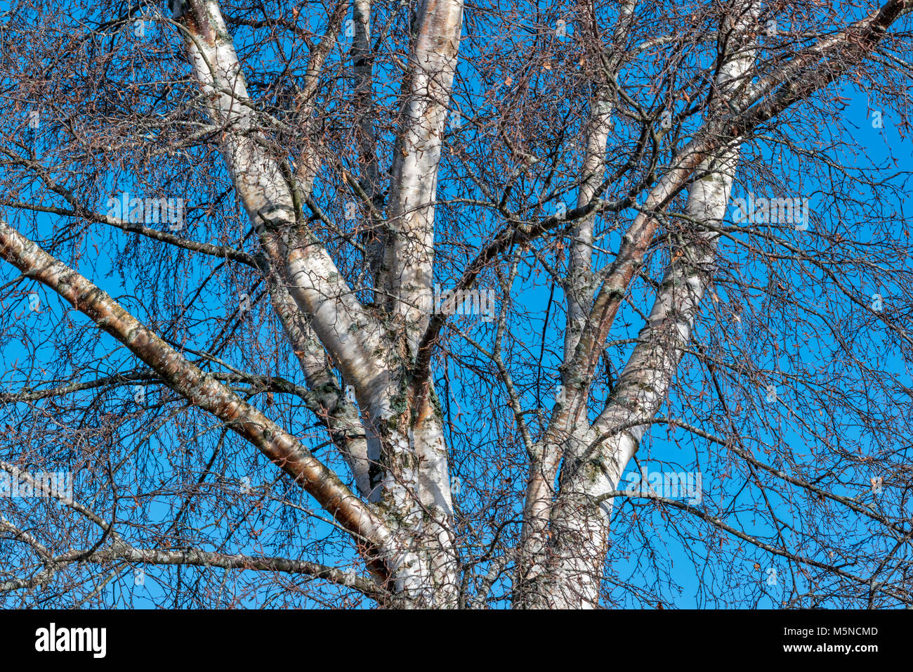 Bouleau blanc Betula pendula arbre tronc et branches en hiver avec l'écorce d'argent et de chatons BROWN Banque D'Images