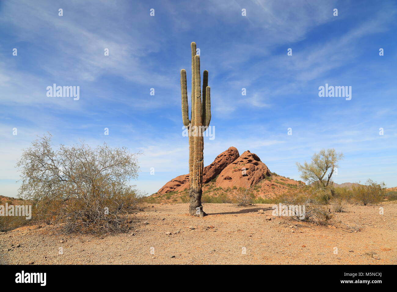 Cactus dans Papago Park, Phoenix, Arizona Banque D'Images