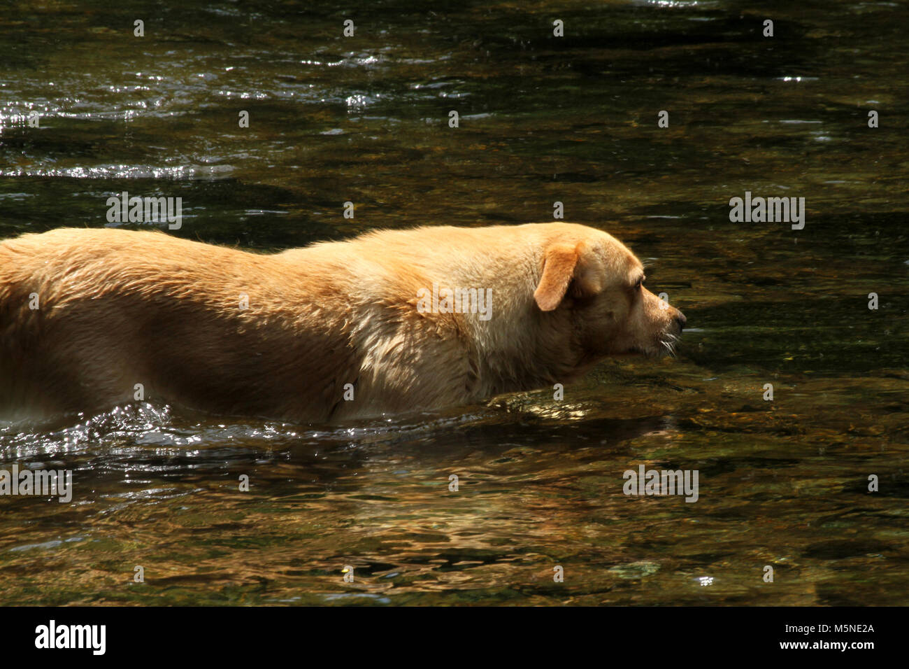 Chien de se rafraîchir dans l'eau du ruisseau en été Banque D'Images