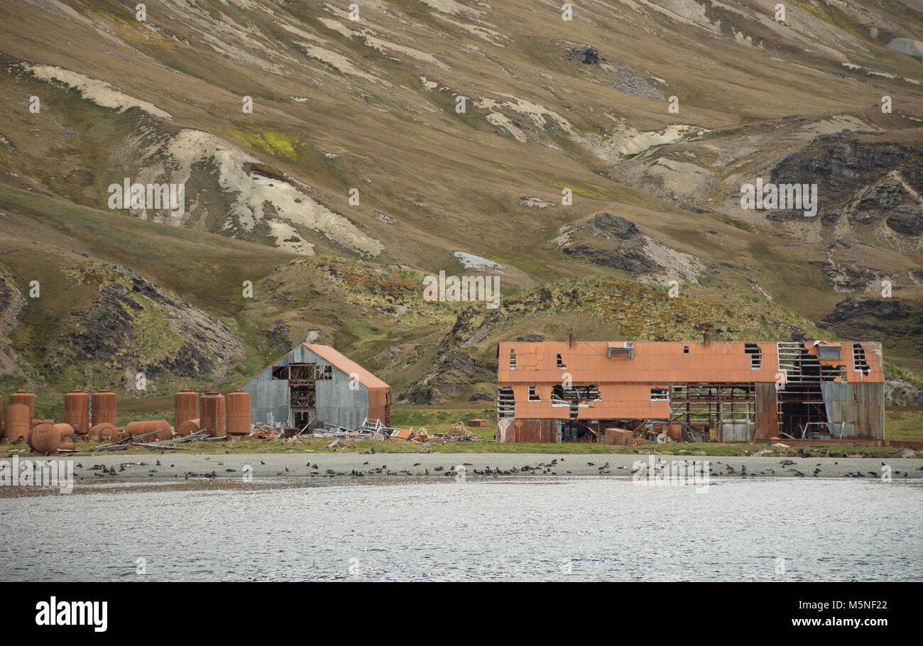Le métal rouillé, délabrement des bâtiments d'une station baleinière à Stromness en Géorgie du Sud. Les phoques sont vus sur la plage et une montagne de vert et Banque D'Images