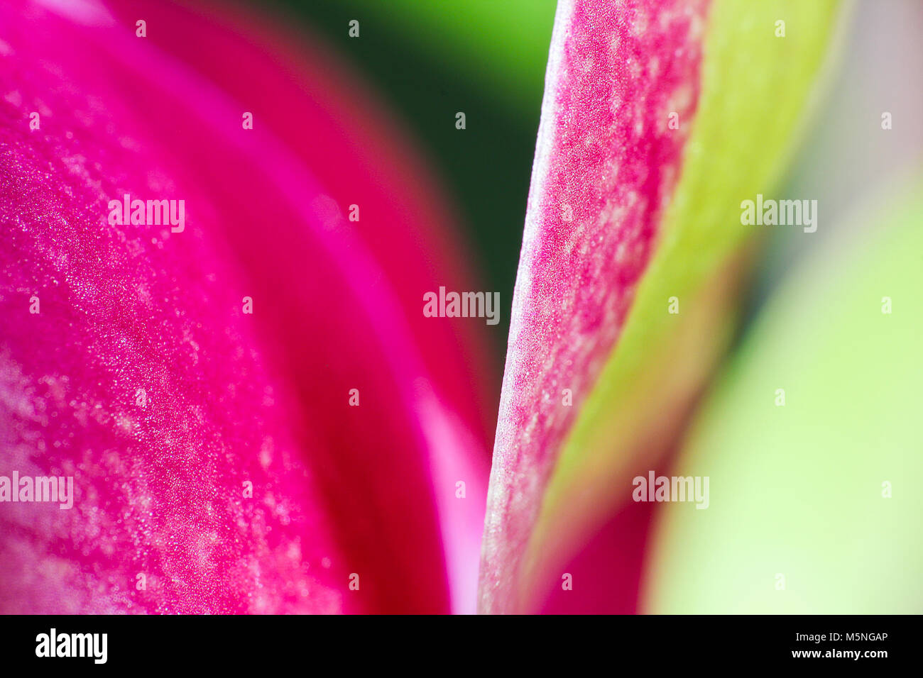 Les feuilles rouges et verts d'orchid blossom, macro photo Banque D'Images