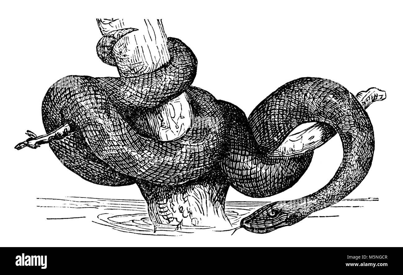 Restaurée à partir d'un numérique fin du 19e siècle l'encyclopédie. Banque D'Images