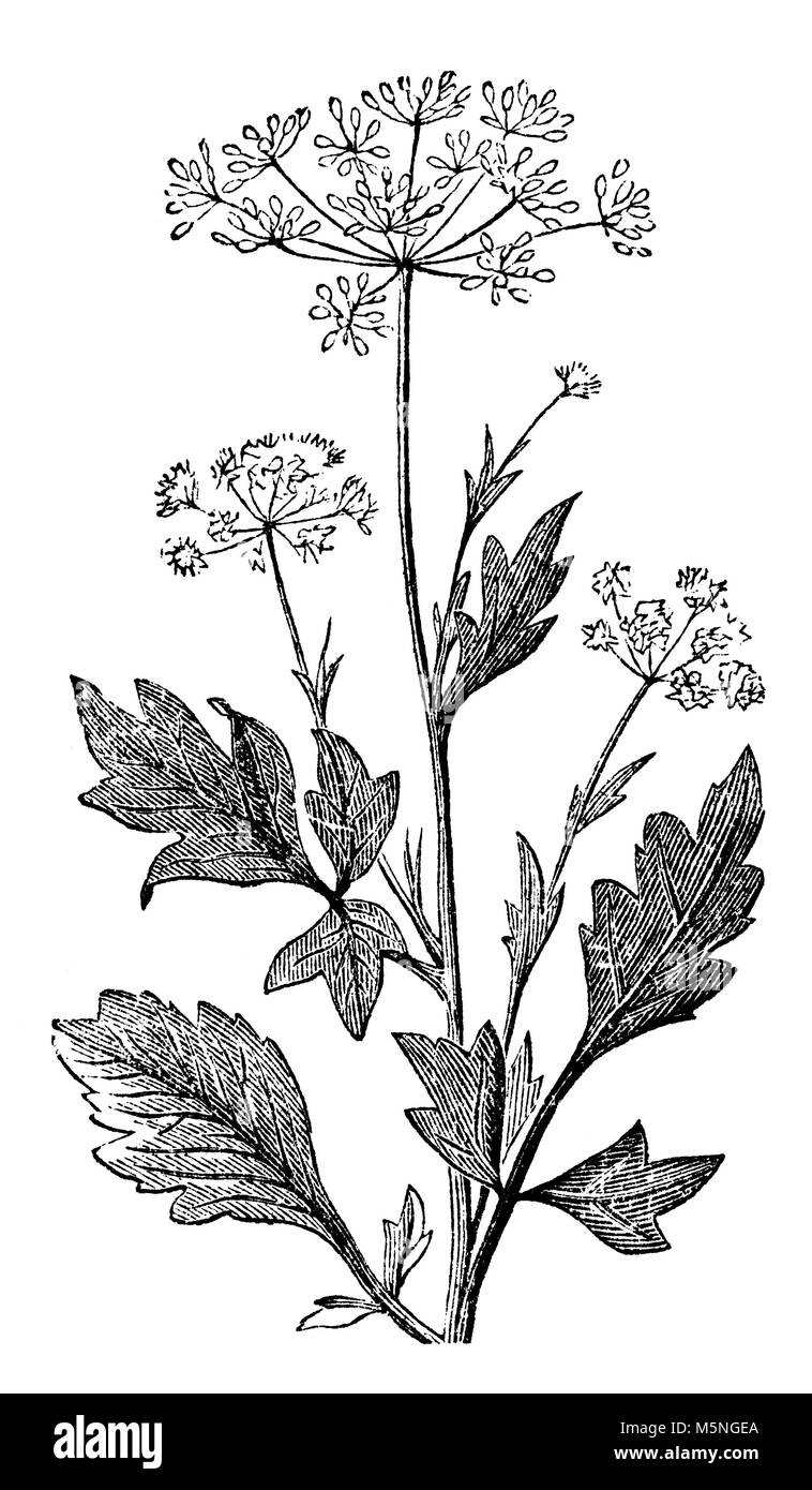 Restaurée à partir d'un numérique fin du 19e siècle l'encyclopédie. Banque D'Images