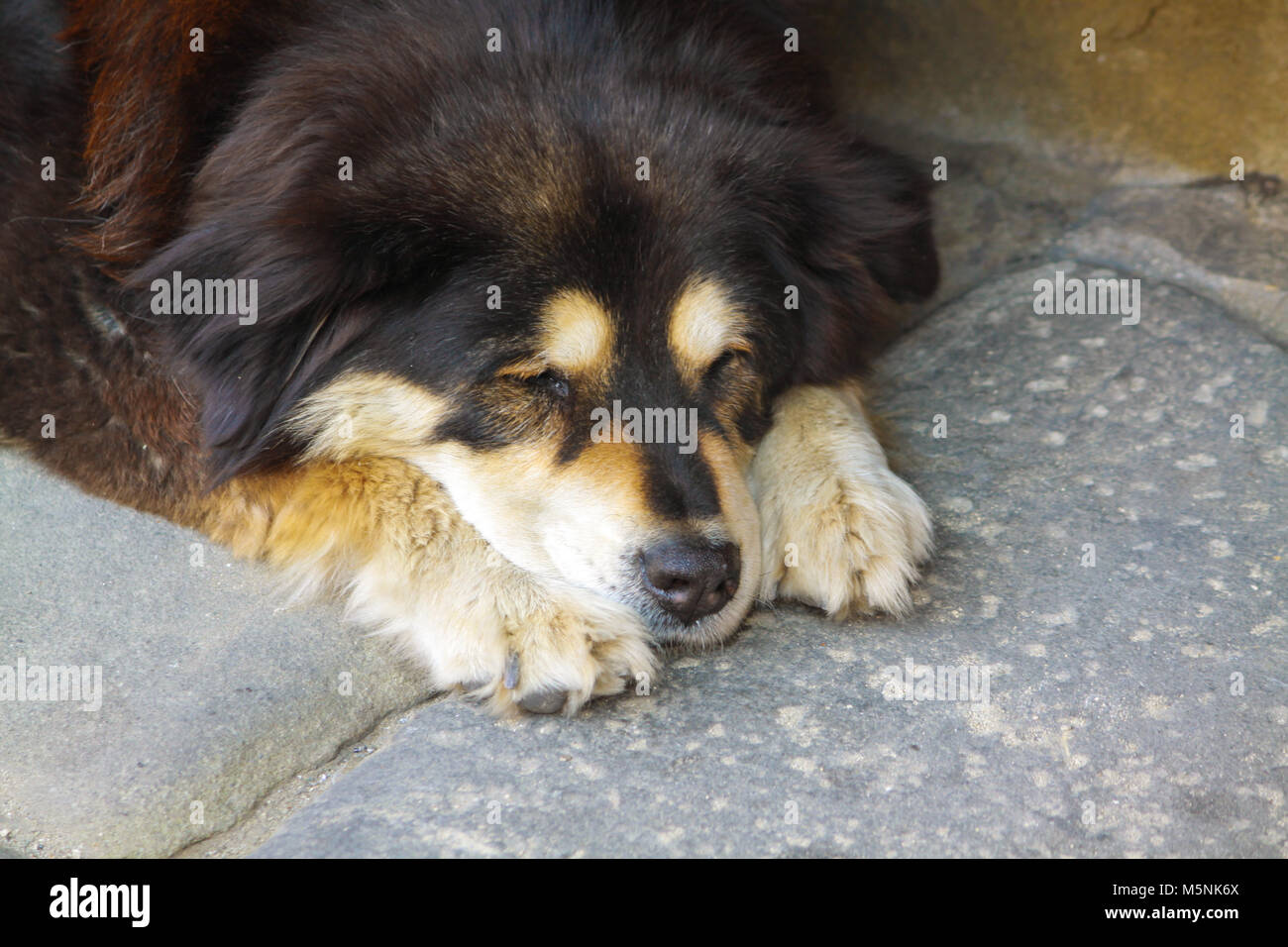 Vieux chien dormant dans la rue. Banque D'Images