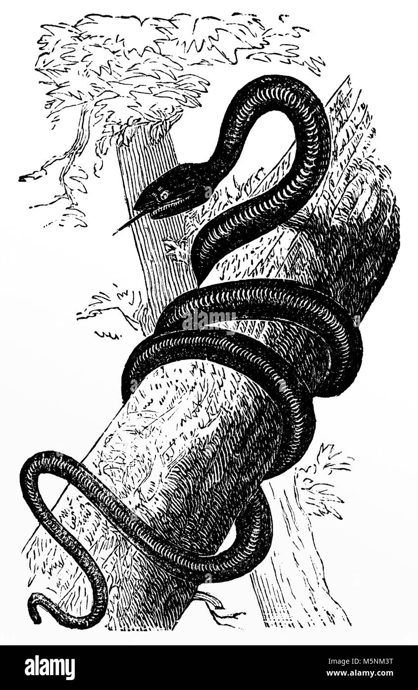 Restaurée à partir d'un numérique fin du 19e siècle l'encyclopédie. Banque D'Images