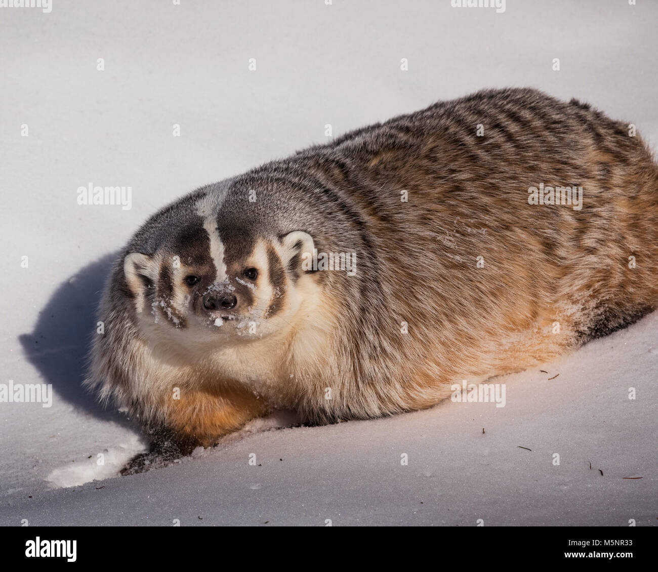 Badger Banque D'Images