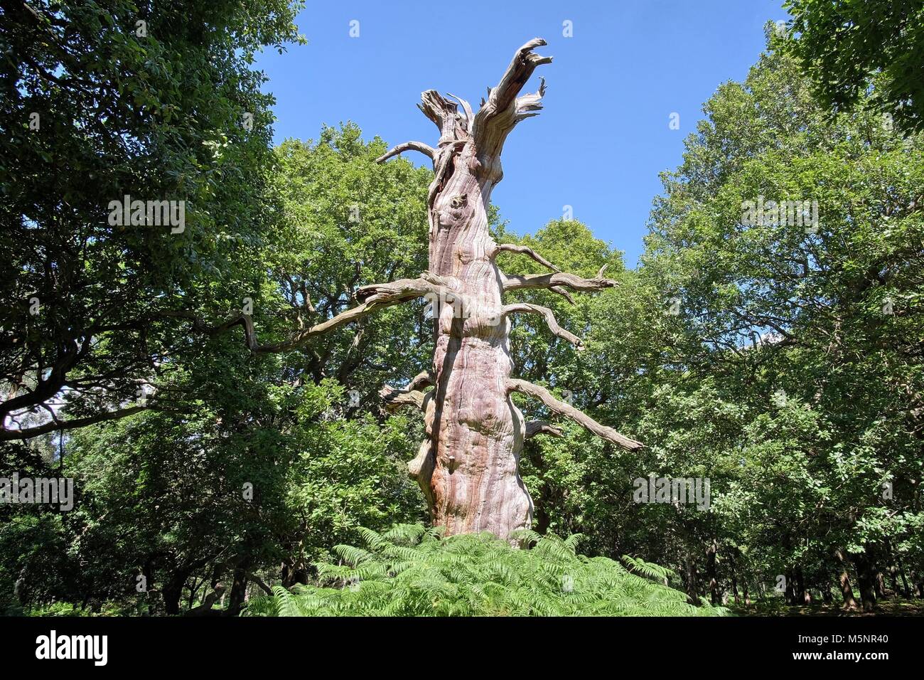 Le bois de chêne de la forêt de Sherwood, jeunes et très vieux. Banque D'Images