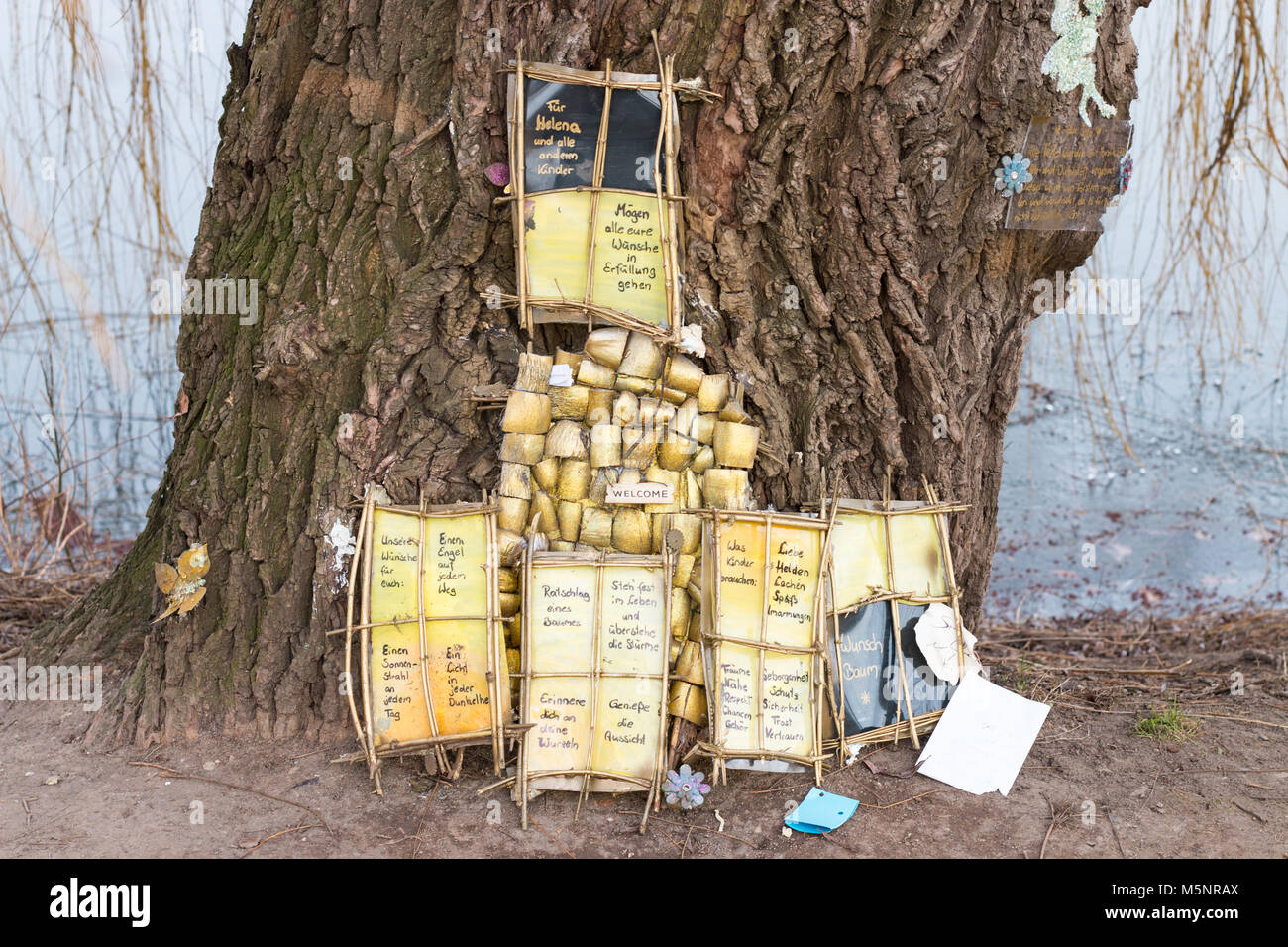 Magdeburg, Allemagne - Février 25,2018 : un vieux saule est un arbre des désirs dans le parc de la ville de Magdeburg. Banque D'Images