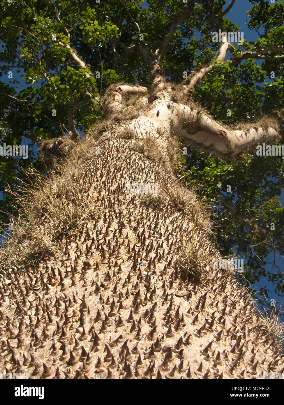 Sandbox tree Hura crepitant impressionnants pics montrant des épines dans la forêt amazonienne Banque D'Images