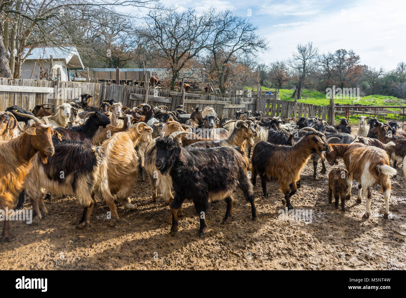 Les chèvres dans une ferme. Banque D'Images