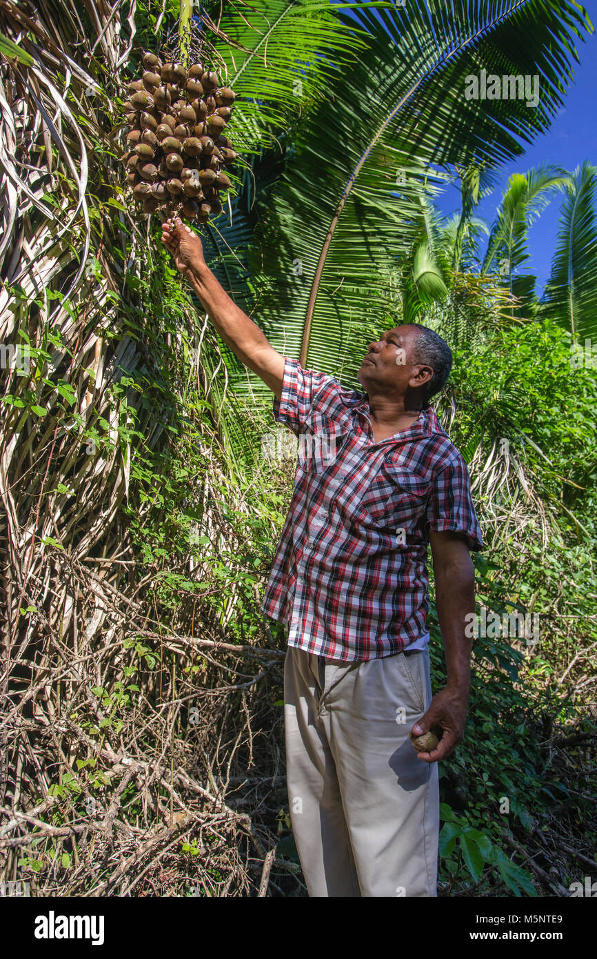 Cueillette de fruits de palmiers bélizienne à Altun Ha jungle temple Banque D'Images