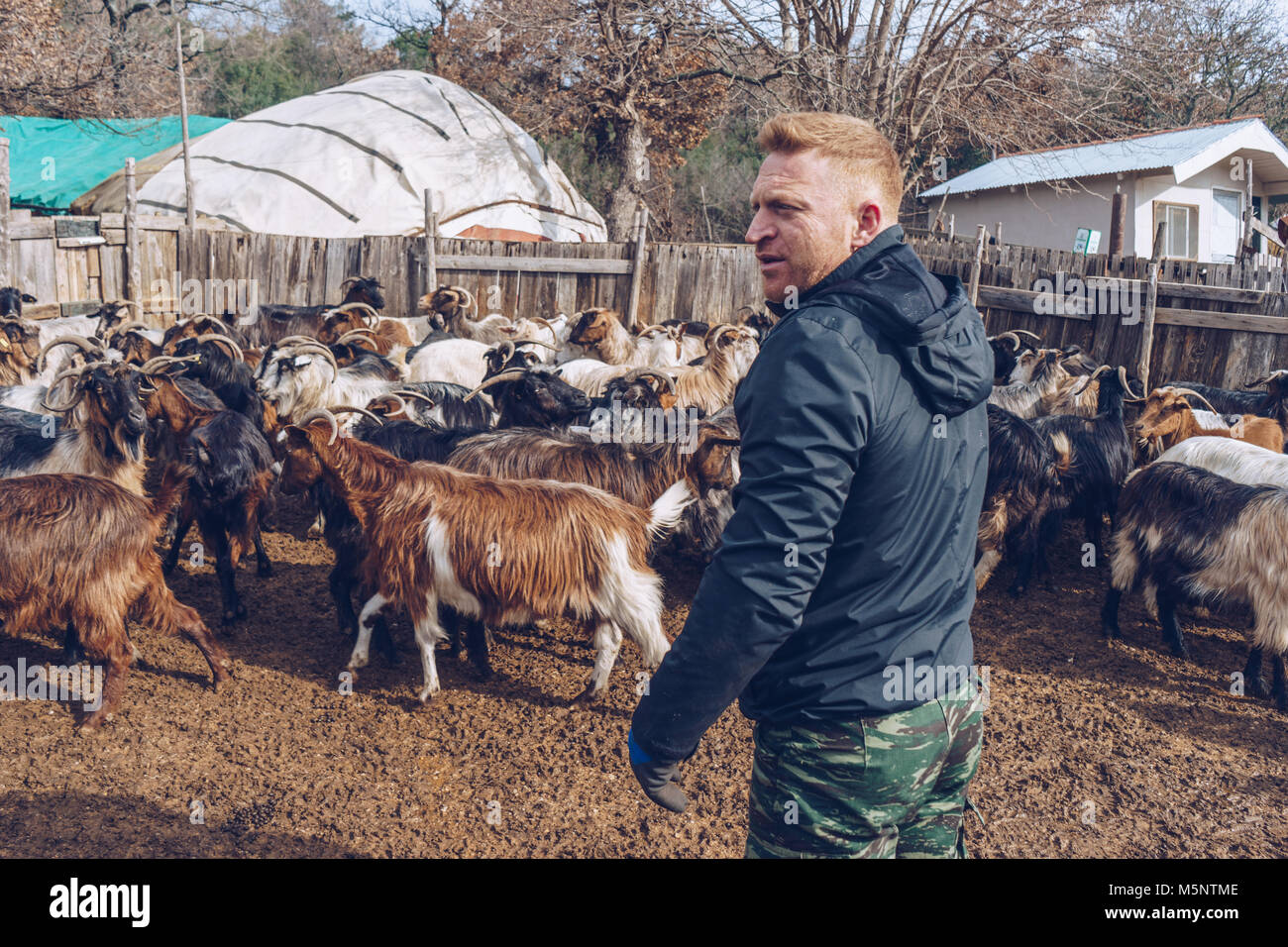 Berger avec ses chèvres à la ferme Banque D'Images