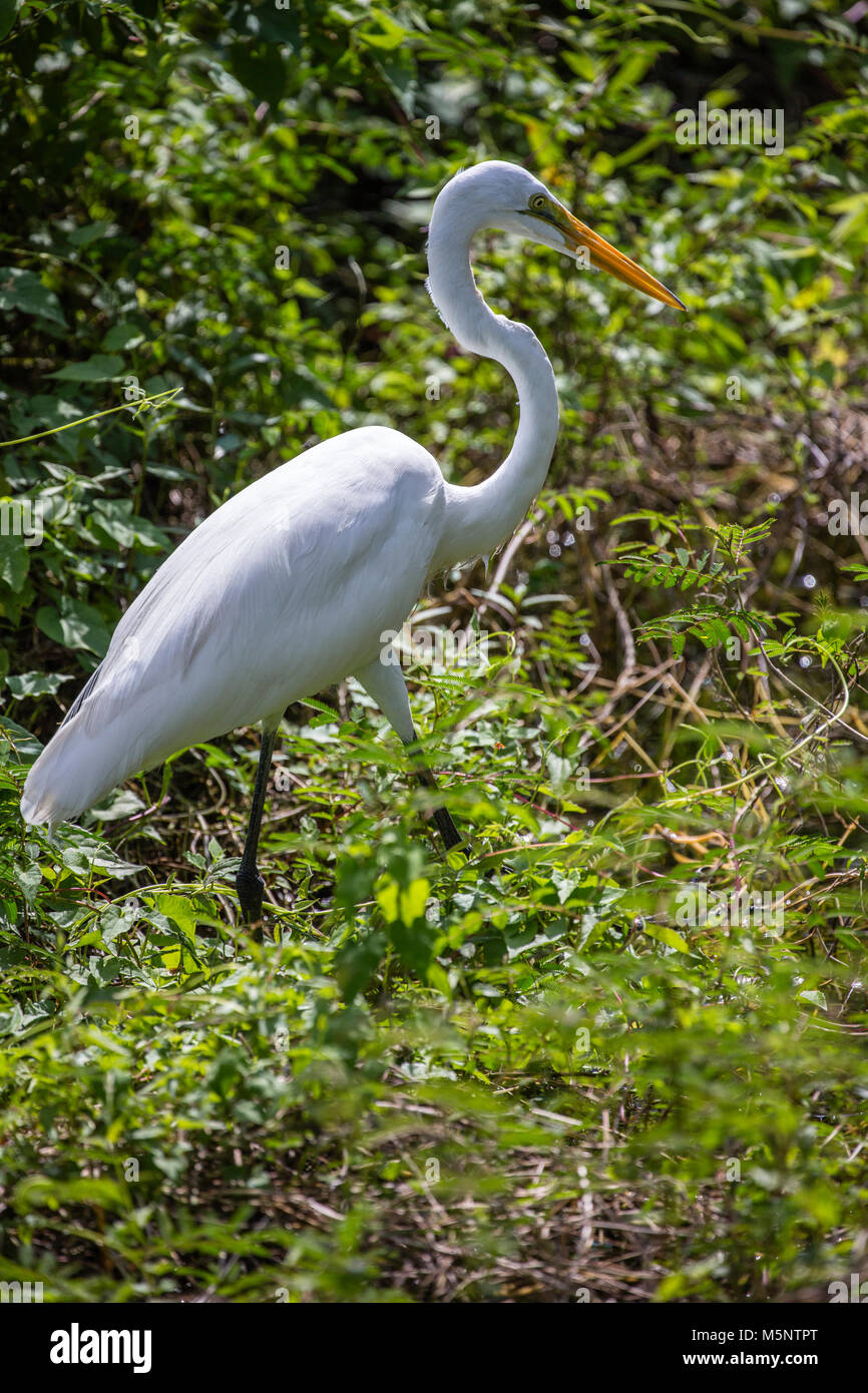 Grande Aigrette oiseau sur la New River à la Ruines Lamanai au Belize Banque D'Images